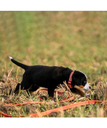 Neon Orange Rubberized Dog Leash - 5m (500 cm) - Hands-Free & Durable | International Shipping - Buy Online on GoSupps.com