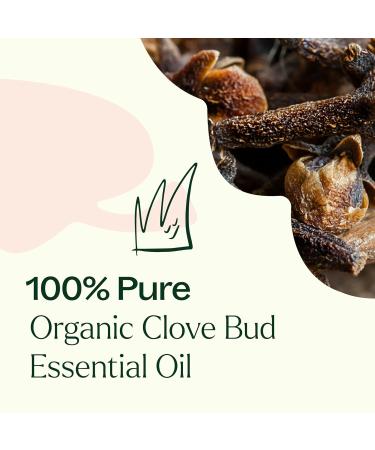 Buy Organic Clove Bud Essential Oil - 100% Pure USDA Certified Therapeutic Grade | Plant Therapy 30 mL (1 oz) - International Shipping Available - Buy Online on GoSupps.com