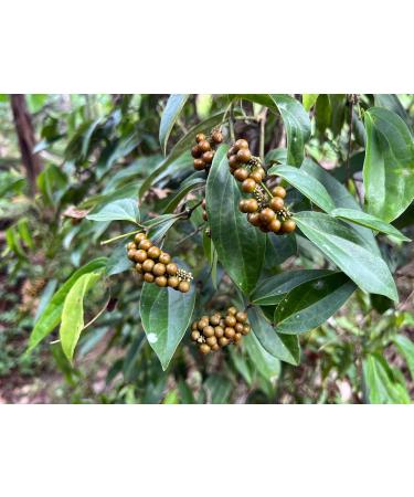 Buy Mandoi Organic Cub Pepper 100g | Eco-Friendly Stem Pepper from Java Indonesia | Support Small Farmers - Buy Online on GoSupps.com