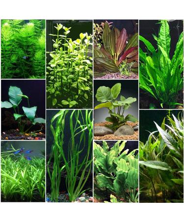 Florida 10 Species Live Aquarium Plants Bundle