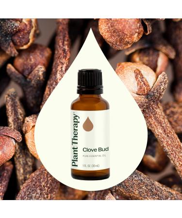 Plant Therapy Clove Bud Essential Oil 30 mL (1 oz) 100% Pure Undiluted Natural Aromatherapy Immune Support Sore Muscle & Joint Relief - Buy Online on GoSupps.com