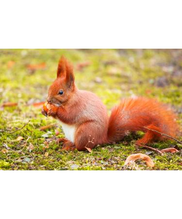 AgnesGP Hazelnuts In Shells for Wild Birds and Squirrels (5Kg Sack Included) - Nutrient-Rich Snack for Your Backyard Friends - Buy Online on GoSupps.com