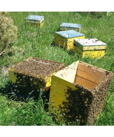 Premium Acacia Honey Sticks - Straight from the hive - Great Taste Pure and Natural Honey from Romania 20 portions x 12g 240g - Buy Online on GoSupps.com