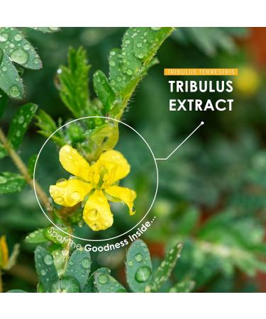 Tribulus Terrestris Extract 5000mg 95% Saponins | Non GMO, Gluten Free, Halal | 60 Vegan Capsules - Buy Online on GoSupps.com