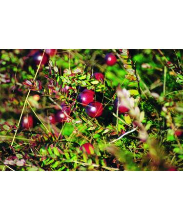  Dr. Metz Dried cranberries sweetened with apple juice (250 g) - Buy Online on GoSupps.com