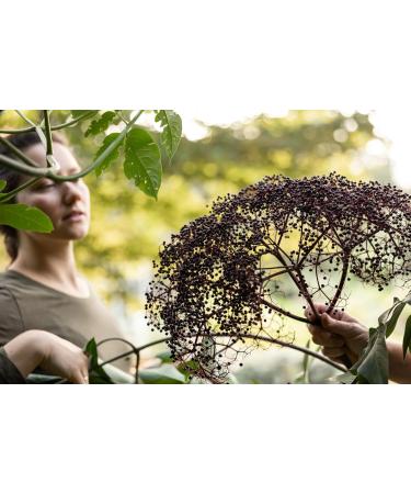 Fat Stone Farm Elderberry Apple Shots 2x 9.3 fl. oz bottles (New) - Buy Online on GoSupps.com