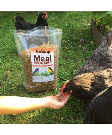 TradeKing 2 lb Dried Mealworms - High Protein Treat for Wild Birds, Chickens, Fish & Reptiles - Buy Online on GoSupps.com