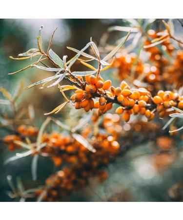 Earthbreath Raw Honey & Sea Buckthorn - 250g - Unpasteurized - Alternative to Pure Natural Jam - No Additives No Sugar - Buy Online on GoSupps.com