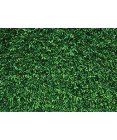 LYWYGG 7x5FT Green Leaves Photography Backdrop - Nature Birthday Party Background - Buy Online on GoSupps.com