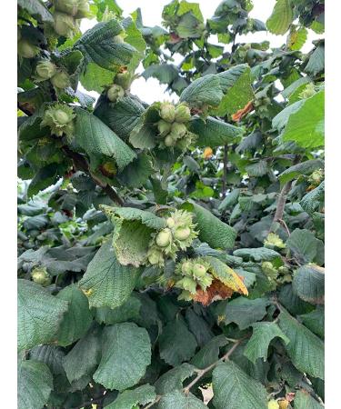Organic US Grown Hazelnuts - 1lb | Raw Filberts | Non-GMO | Nookachamps Farms - Buy Online on GoSupps.com