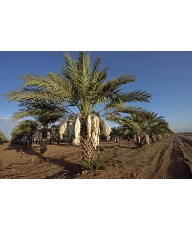 California Medjool Dates - Fresh Harvest, Reclosable Bags, Naturally Grown in California - Buy Online on GoSupps.com