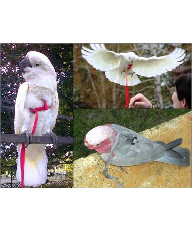 Aviator Bird Harness & Leash USA Made Parrot & Bird Flight Gear in Green - Buy Online on GoSupps.com