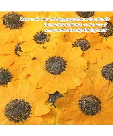 48 Pcs Mini Real Dried Sunflowers for Crafts - Yellow Sunflower Petals for Jewelry, Soap Making, DIY Art - Pressed Flowers for Resin and Scrapbooking - Buy Online on GoSupps.com