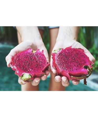 Wilderness Poets Freeze Dried Pink Pitahaya Dragon Fruit Powder - 16 Ounce - Antioxidant-Rich Superfood - Buy Online on GoSupps.com