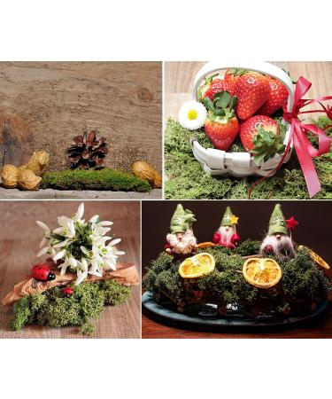 Preserved Reindeer Moss 3.5oz - Purple | Ideal for Potted Plants, Crafts, Terrariums & Decor - Buy Online on GoSupps.com