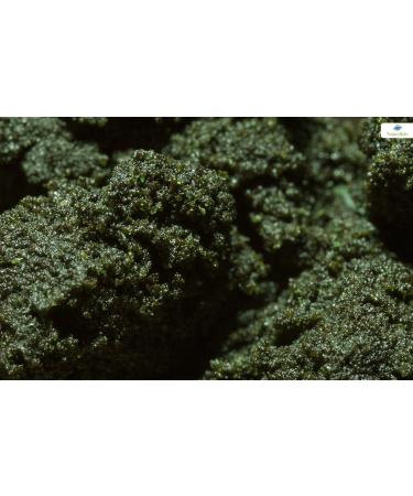 NatureHolic - MainPudding - Shrimp Food - Complete Invertebrate Food - Popular Soft Consistency - Gently Made - 50ml - Buy Online on GoSupps.com