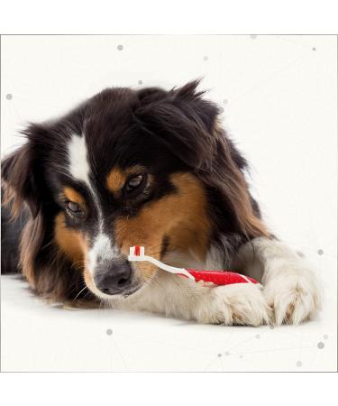 Beaphar Dog & Cat Toothbrush - Double Head Ergonomic Grip Special Bristle Cut for Effective Dental Cleaning - Buy Online on GoSupps.com