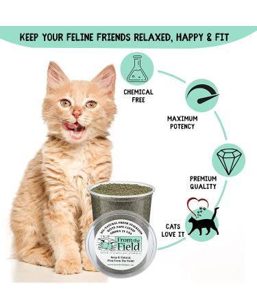 From The Field Catnip Kitty Safe Stalkless Tub 10 oz - Premium Organic Catnip for Endless Fun - Buy Online on GoSupps.com
