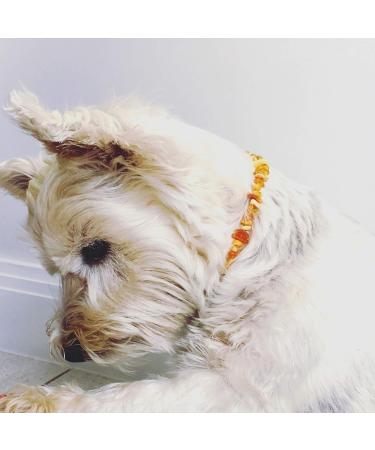 Chronobalance Amber Dog Collar | Real Amber Chain with Leather Closure | Adjustable & Eco-Friendly | Sizes for Small & Large Dogs (40-45cm) - Buy Online on GoSupps.com