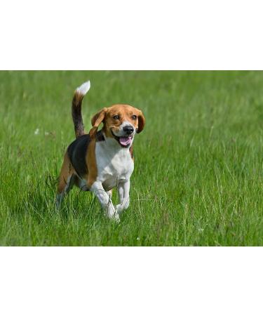 Vet's Advantage 100% Pure Boswellia Powder for Dogs - Supports Joint and Hip Health And Provides Natural Control of Pain and Inflammation for Dogs and Cats - Buy Online on GoSupps.com