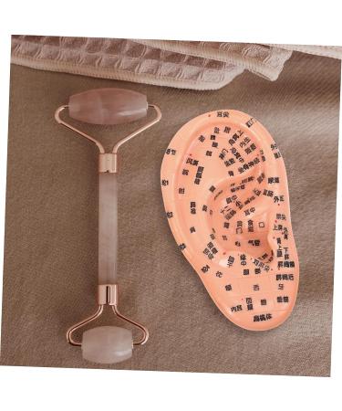 Gleavi Realistic Ear Model - Acupuncture & Massage Accessories | Science Teaching Materials & Medical PVC Model - Buy Online on GoSupps.com