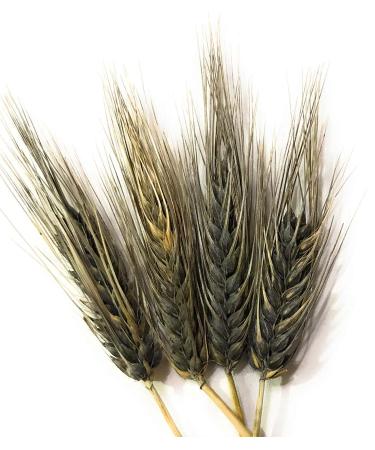 Organic Black Nile Barley Flour - 2lbs | Premium Quality, Gluten-Free, Non-GMO | 2lb Pack for Healthy Cooking - Buy Online on GoSupps.com
