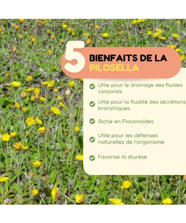 Vonderweid - Pilosella Alcohol Free Mother Tincture | Glycerin Macerate | Pilosella Drainage | Ultrasonic Extraction | Pilosella Hieracium Supplement | Vegan Alcohol Free | 100ml - Buy Online on GoSupps.com