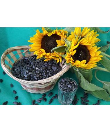 Organic Sunflower Seeds (1 lb) by My Power Seeds | Natural Source of Vitamins & Minerals - Non GMO, Vegan, Gluten Free - Buy Online on GoSupps.com