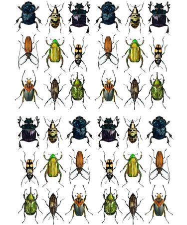 FLONZNAIL Nail Stickers Decal Transfers (5 Sheets) Bugs Vintage Illustration - Buy Online on GoSupps.com