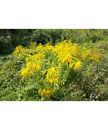 Goldenrod Herb Tea | Solidago Virgaurea L | Solidage Verge D'OR Herbe Tisane | Health Embassy (100g) - Buy Online on GoSupps.com