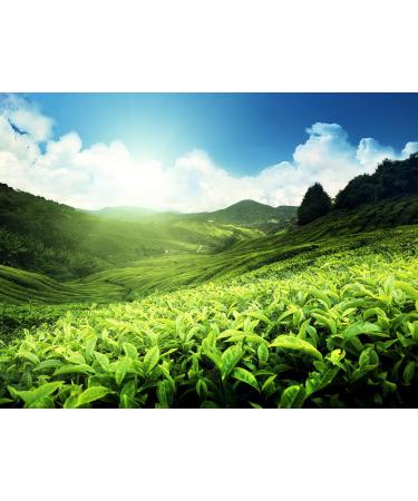 Me mer Chamomile Tea Bags - Vegan Gluten-Free Lactose-Free | 50 Count International Shipping Available - Buy Online on GoSupps.com