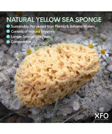 Buy XFO Sea Sponge - Natural Yellow 5.5in Loofah Alternative for Bathing & Exfoliating | All Natural USA Grown Sponges - Buy Online on GoSupps.com