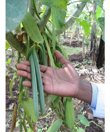 Grade B Madagascar Bourbon Vanilla Beans 45 Inch - Vanilla Pods by Vanilla Products USA - Buy Online on GoSupps.com