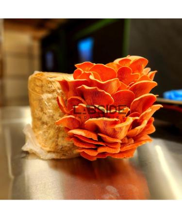 Pink Oyster | Live Liquid Mushroom Culture Syringe | Premium Genetics | Commercial Grade | Gourmet Mushroom | Contamination Free | Grow at Home | LABSIDE Industries - Buy Online on GoSupps.com