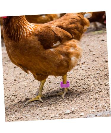 BUGUUYO 100pcs Chicken Leg Ring Chicken Thigh Poultry Identification Ring Chicken Drumsticks Plastic Purple - Buy Online on GoSupps.com