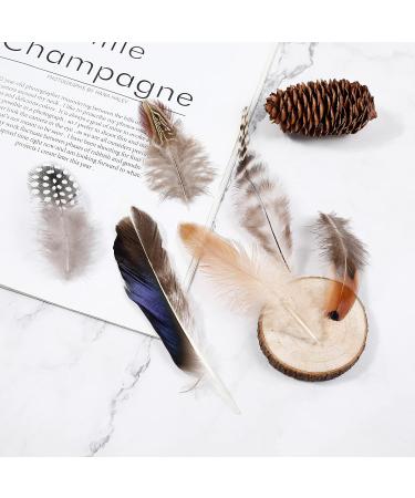 Larryhot Natural Pheasant Craft Feathers - 240 pcs Mixed Styles for Dream Catchers, Jewelry, Hats - Natural Feathers for DIY Projects - Buy Online on GoSupps.com