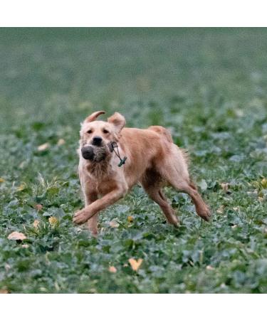 Firedog Dummy with Real Rabbit Fur | Durable Dog Training Toy | 500g Wild Dummy for Retrieving - Buy Online on GoSupps.com