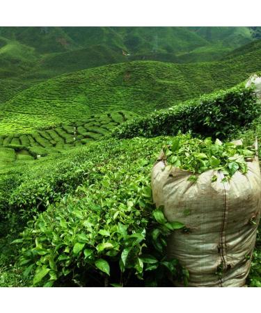 Pu Erh Tea pu erh tea Organic loose 1kg - Buy Online on GoSupps.com