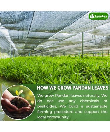 Lavendium Premium 100g (3.52oz) Pandan Leaves 100% Natural & Pure from Dried Pandan Leaves Pandan Leaf Tea No Additives No Caffeine Vegan. CA - Buy Online on GoSupps.com