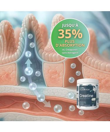 Creatine Monohydrate Creapure avec AstraGin Jusqu 35% d Absorption en Plus vs Creapure Seule Micronis e Sans Go t 4 Mois V gan Sans Gluten Qualit Allemande Garantie - Buy Online on GoSupps.com
