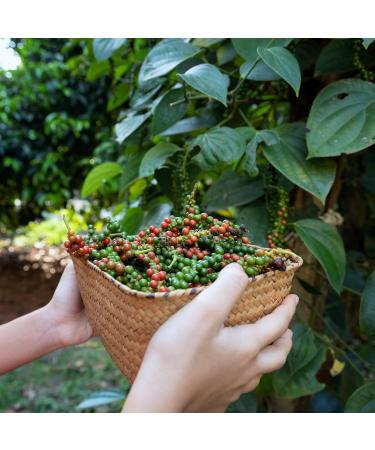 Black peppercorns 500g - LA PLANTIGO A tasty choice black peppercorns 100% natural without additives Black peppercorns - Buy Online on GoSupps.com