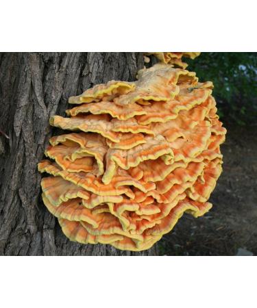 Chicken of The Woods | Live Liquid Mushroom Culture Syringe | Premium Commercial Grade Genetics | Contamination-Free | Gourmet/Medicinal | Grow at Home | LABSIDE Industries - Buy Online on GoSupps.com