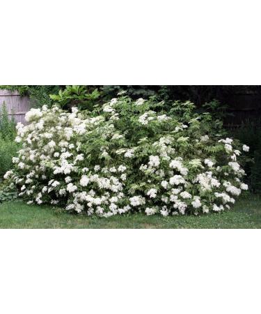 Portal Cool Seeds Package: 300 Seeds: American Elderberry Shrub Sambucus Canadensis Seeds