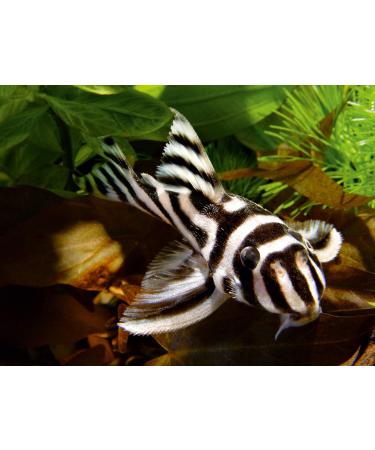 Sera Plankton Tabs Nature 1.3 kg - Premium Falling Feed Tablets with 7% Krill for Aquarium Fish Color Development - International Shipping Available - Buy Online on GoSupps.com