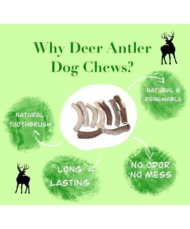 Deer Valley Dog Chews (XL Single 6-8 Inches) Premium Deer Antler Dog Chew - Long Lasting Dog Bone for Large Dog Breeds and Aggressive Chewers - Buy Online on GoSupps.com