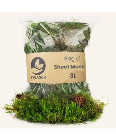Buy Live Moss 350ml/1L - Fresh Aquarium & Terrarium Plant | International Shipping Available - Buy Online on GoSupps.com