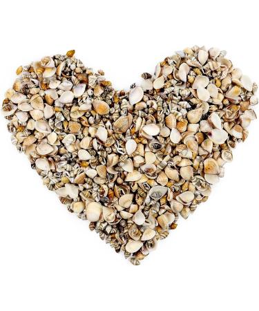 Weoxpr 1000pcs Mini Sea Shells Mix - Natural Ocean Beach Seashells for Fish Tank, Home Decor, Parties & Crafts - Buy Online on GoSupps.com