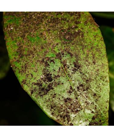 UAB Solu'Control Natural Black Soap Concentrated 1 Liter Leaf Cleaner and Honeydew Remover - aphids - scale insects - Buy Online on GoSupps.com