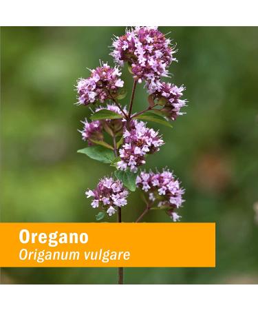 Herb Pharm Oregano Spirits 1 oz - Premium Herbal Extract for Immune Support - Buy Online on GoSupps.com