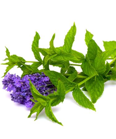 Lavender Mint Luxury Lotion for Dry Skin | All-Natural Hypoallergenic Hydration | NATURE'S APOTHECARY - Made in USA - Buy Online on GoSupps.com